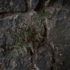 Pteridium esculentum at Mount Painter - 21 Jun 2024