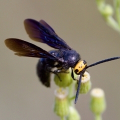 Scolia (Discolia) verticalis (Yellow-headed hairy flower wasp) at Woodstock Nature Reserve - 7 Feb 2024 by KorinneM