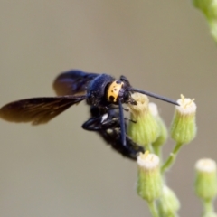 Scolia (Discolia) verticalis at Woodstock Nature Reserve - 7 Feb 2024 04:54 PM