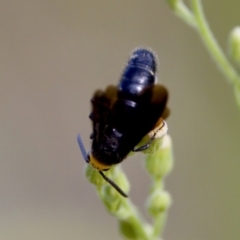 Scolia (Discolia) verticalis at Woodstock Nature Reserve - 7 Feb 2024 04:54 PM