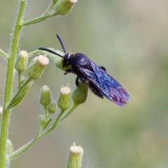 Scolia (Discolia) verticalis at Woodstock Nature Reserve - 7 Feb 2024 04:54 PM