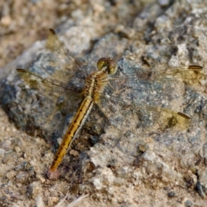 Diplacodes haematodes at Woodstock Nature Reserve - 7 Feb 2024