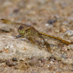 Diplacodes haematodes at Woodstock Nature Reserve - 7 Feb 2024