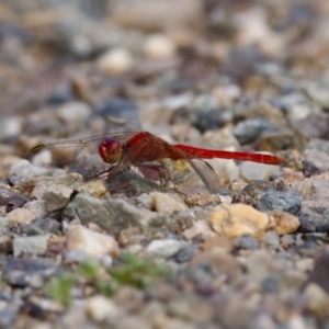 Diplacodes haematodes at Woodstock Nature Reserve - 7 Feb 2024