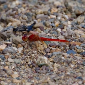 Diplacodes haematodes at Woodstock Nature Reserve - 7 Feb 2024