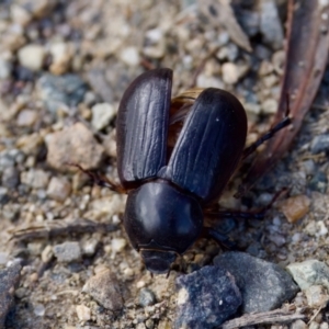 Dynastinae (subfamily) at Woodstock Nature Reserve - 7 Feb 2024 05:10 PM