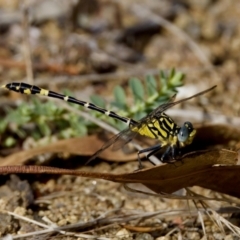 Austrogomphus cornutus (Unicorn Hunter) at Woodstock Nature Reserve - 7 Feb 2024 by KorinneM