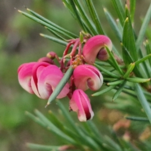 Grevillea rosmarinifolia subsp. rosmarinifolia at West Goulburn Bushland Reserve - 21 Jun 2024