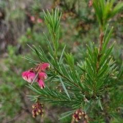 Grevillea rosmarinifolia subsp. rosmarinifolia at West Goulburn Bushland Reserve - 21 Jun 2024