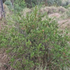 Grevillea rosmarinifolia subsp. rosmarinifolia at West Goulburn Bushland Reserve - 21 Jun 2024