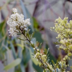 Bursaria spinosa (Native Blackthorn, Sweet Bursaria) at Woodstock Nature Reserve - 7 Feb 2024 by KorinneM