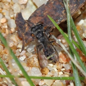 Cerceris sp. (genus) at Mulligans Flat - 18 Jun 2024 01:53 PM