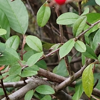 Cotoneaster pannosus (Cotoneaster) at West Goulburn Bushland Reserve - 21 Jun 2024 by trevorpreston