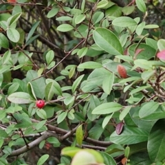 Cotoneaster pannosus at West Goulburn Bushland Reserve - 21 Jun 2024