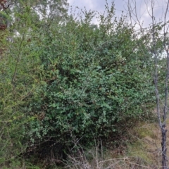 Cotoneaster pannosus at West Goulburn Bushland Reserve - 21 Jun 2024