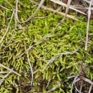 Triquetrella at West Goulburn Bushland Reserve - 21 Jun 2024