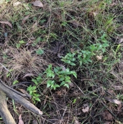 Asparagus asparagoides (Bridal Creeper, Florist's Smilax) at Mount Majura - 21 Jun 2024 by waltraud