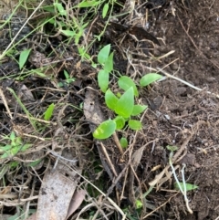 Asparagus asparagoides at Mount Majura - 21 Jun 2024