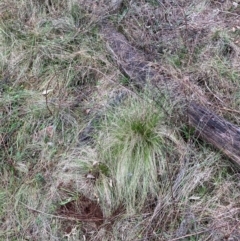 Nassella trichotoma (Serrated Tussock) at Mount Majura - 21 Jun 2024 by waltraud