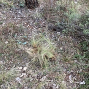 Nassella trichotoma at Mount Majura - 21 Jun 2024