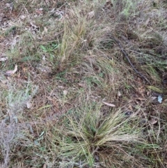 Nassella trichotoma at Mount Majura - 21 Jun 2024