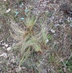 Nassella trichotoma at Mount Majura - 21 Jun 2024