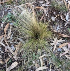 Nassella trichotoma (Serrated Tussock) at Mount Majura - 21 Jun 2024 by waltraud