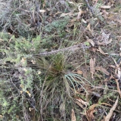 Nassella trichotoma at Mount Majura - 21 Jun 2024 03:16 PM