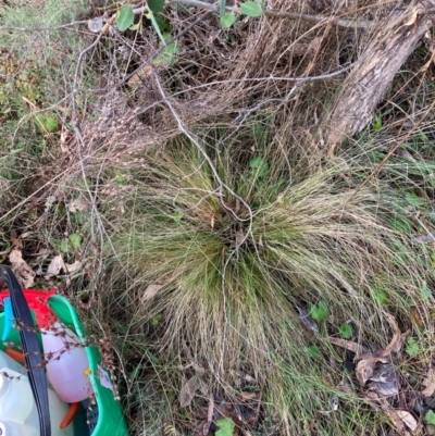 Nassella trichotoma (Serrated Tussock) at Mount Majura - 21 Jun 2024 by waltraud