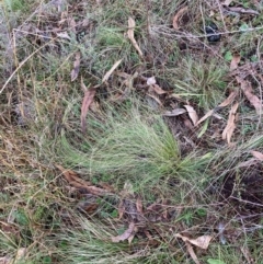 Nassella trichotoma (Serrated Tussock) at Mount Majura - 21 Jun 2024 by waltraud