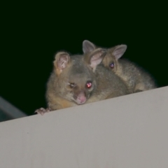 Trichosurus vulpecula (Common Brushtail Possum) at WendyM's farm at Freshwater Ck. - 3 Dec 2022 by WendyEM