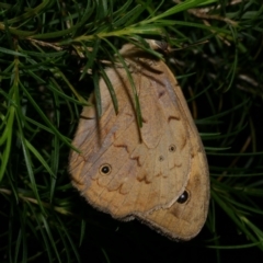 Heteronympha merope (Common Brown Butterfly) at WendyM's farm at Freshwater Ck. - 5 Dec 2022 by WendyEM