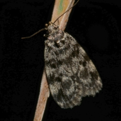 Barea (genus) (A concealer moth) at WendyM's farm at Freshwater Ck. - 6 Dec 2022 by WendyEM