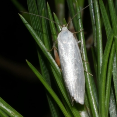 Xyloryctidae (family) at WendyM's farm at Freshwater Ck. - 6 Dec 2022 by WendyEM