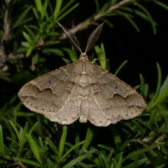 Syneora fractata (Ennominae) at WendyM's farm at Freshwater Ck. - 8 Dec 2022 by WendyEM