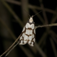 Chiriphe dichotoma (Reticulated Footman) at WendyM's farm at Freshwater Ck. - 8 Dec 2022 by WendyEM