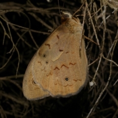 Heteronympha merope (Common Brown Butterfly) at WendyM's farm at Freshwater Ck. - 8 Dec 2022 by WendyEM