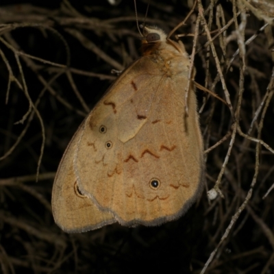 Heteronympha merope (Common Brown Butterfly) at WendyM's farm at Freshwater Ck. - 8 Dec 2022 by WendyEM