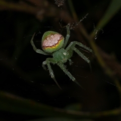 Araneus circulissparsus (species group) (Speckled Orb-weaver) at WendyM's farm at Freshwater Ck. - 8 Dec 2022 by WendyEM