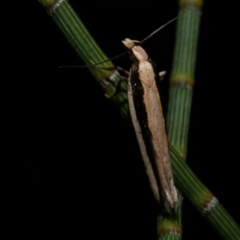 Macrenches clerica (Gelechiidae) at WendyM's farm at Freshwater Ck. - 9 Dec 2022 by WendyEM