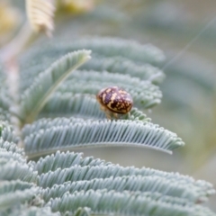 Paropsis pictipennis (Tea-tree button beetle) at Woodstock Nature Reserve - 7 Feb 2024 by KorinneM