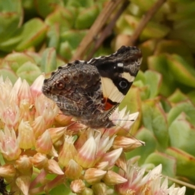 Vanessa itea (Yellow Admiral) at WendyM's farm at Freshwater Ck. - 9 Dec 2022 by WendyEM