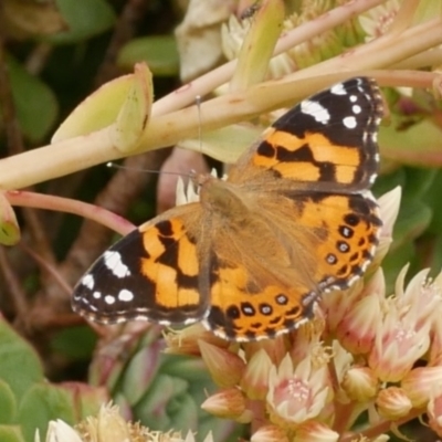 Vanessa kershawi (Australian Painted Lady) at WendyM's farm at Freshwater Ck. - 9 Dec 2022 by WendyEM