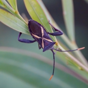 Mictis profana at Woodstock Nature Reserve - 7 Feb 2024