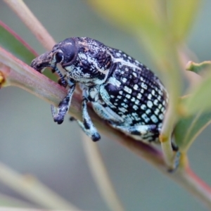 Chrysolopus spectabilis at Woodstock Nature Reserve - 7 Feb 2024 05:51 PM