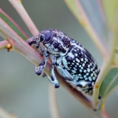 Chrysolopus spectabilis at Woodstock Nature Reserve - 7 Feb 2024