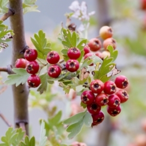 Crataegus monogyna at Woodstock Nature Reserve - 7 Feb 2024 06:46 PM