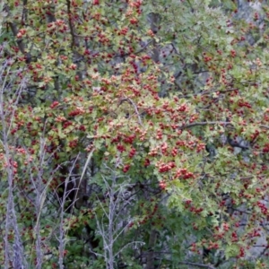 Crataegus monogyna at Woodstock Nature Reserve - 7 Feb 2024 06:46 PM