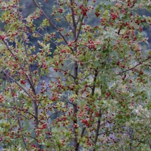 Crataegus monogyna at Woodstock Nature Reserve - 7 Feb 2024 06:46 PM