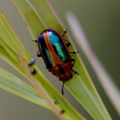 Calomela curtisi (Acacia leaf beetle) at Denman Prospect 2 Estate Deferred Area (Block 12) - 7 Jan 2024 by KorinneM